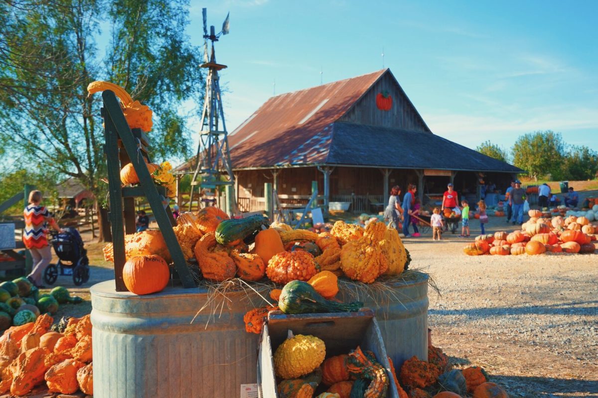 A display of pumpkins and gourds sits in front of a barn. There are families pushing wheelbarrows and picking out pumpkins in the background.