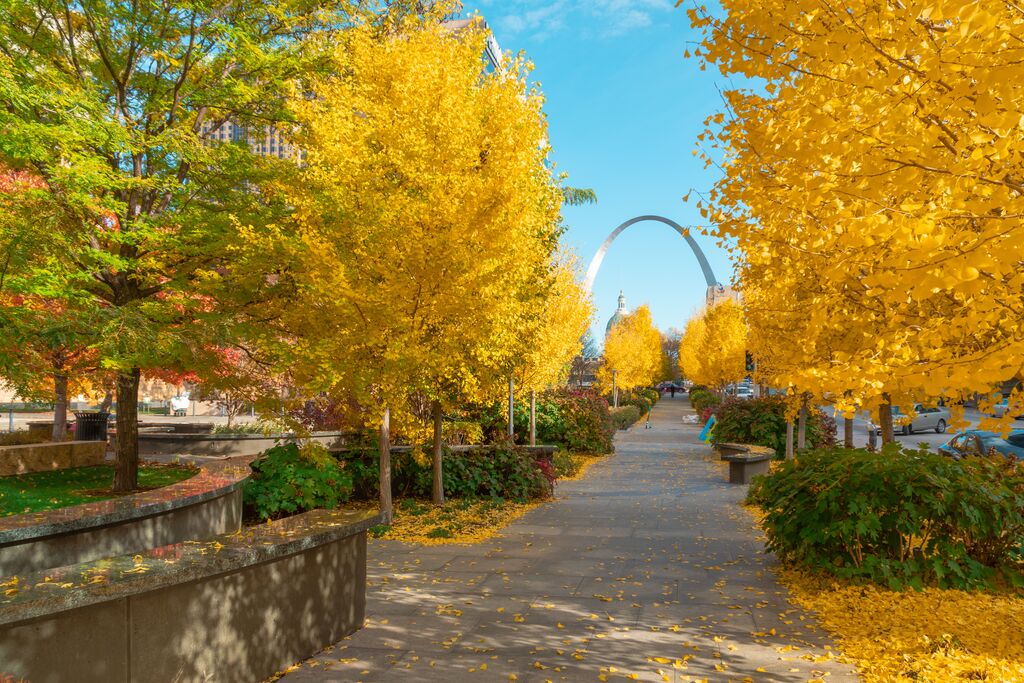 Trees line a walkway that heads to a metallic Arch in the background. Leaves are bright yellow.