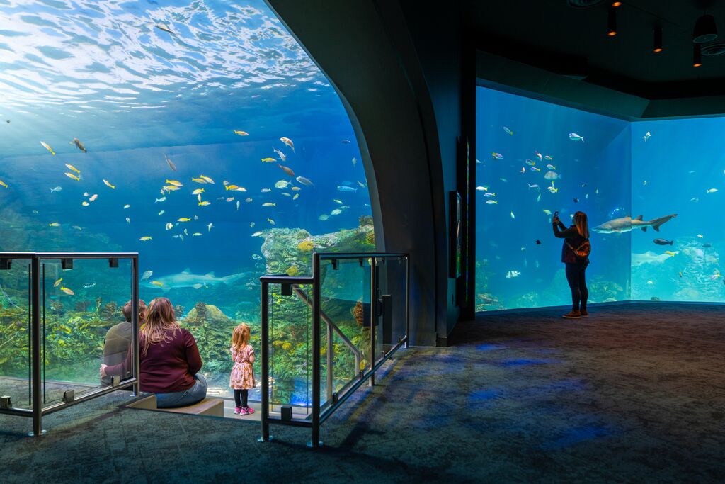 To the left a family of three watches fish move throughout an aquarium and to the left a person stands and takes a photo of sharks.