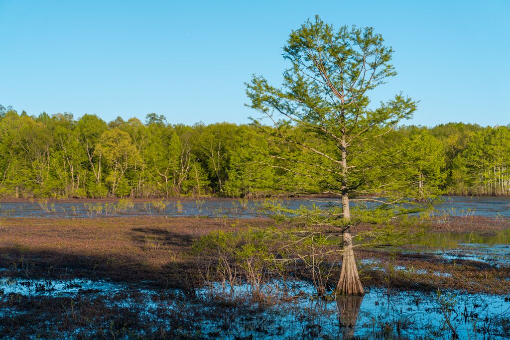 Wetland area at Mingo National Wildlife Refuge