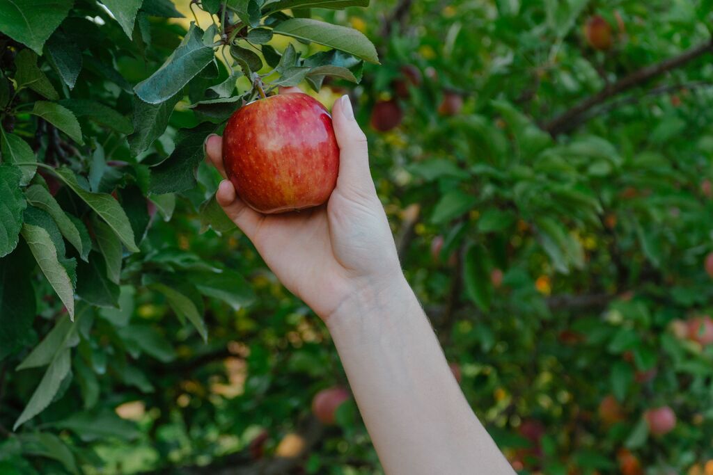 Person reaches up to grab a bright shiny red apple off of a lush green apple tree at a Missouri apple orchard. 