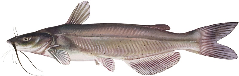 Channel Catfish | Fishing in Missouri