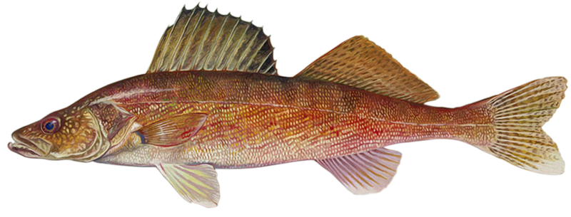 Walleye | Fishing in Missouri